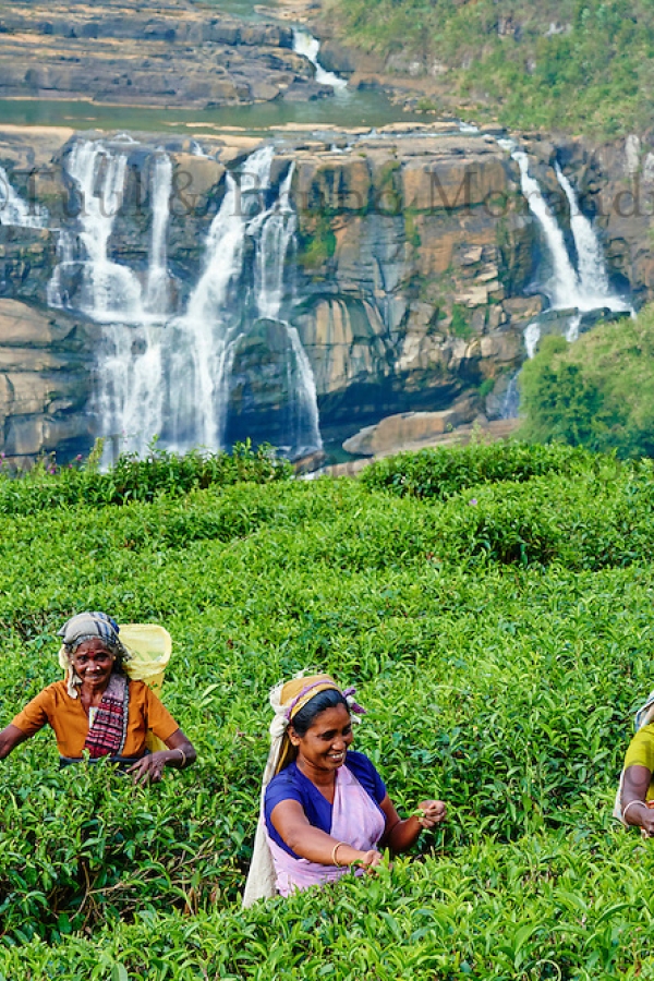 ella-sri-lanka-honeymoon-tour-packages-in-sri-lanka-ceylon-expeditions-travels
