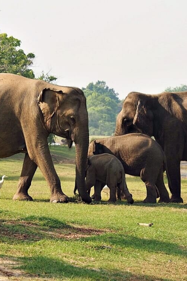 ella-sri-lanka-honeymoon-tour-packages-in-sri-lanka-ceylon-expeditions-travels