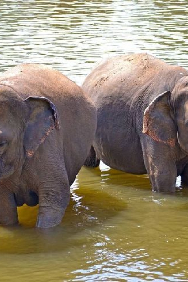 ella-sri-lanka-honeymoon-tour-packages-in-sri-lanka-ceylon-expeditions-travels