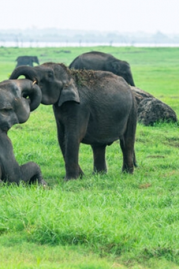 ella-sri-lanka-honeymoon-tour-packages-in-sri-lanka-ceylon-expeditions-travels
