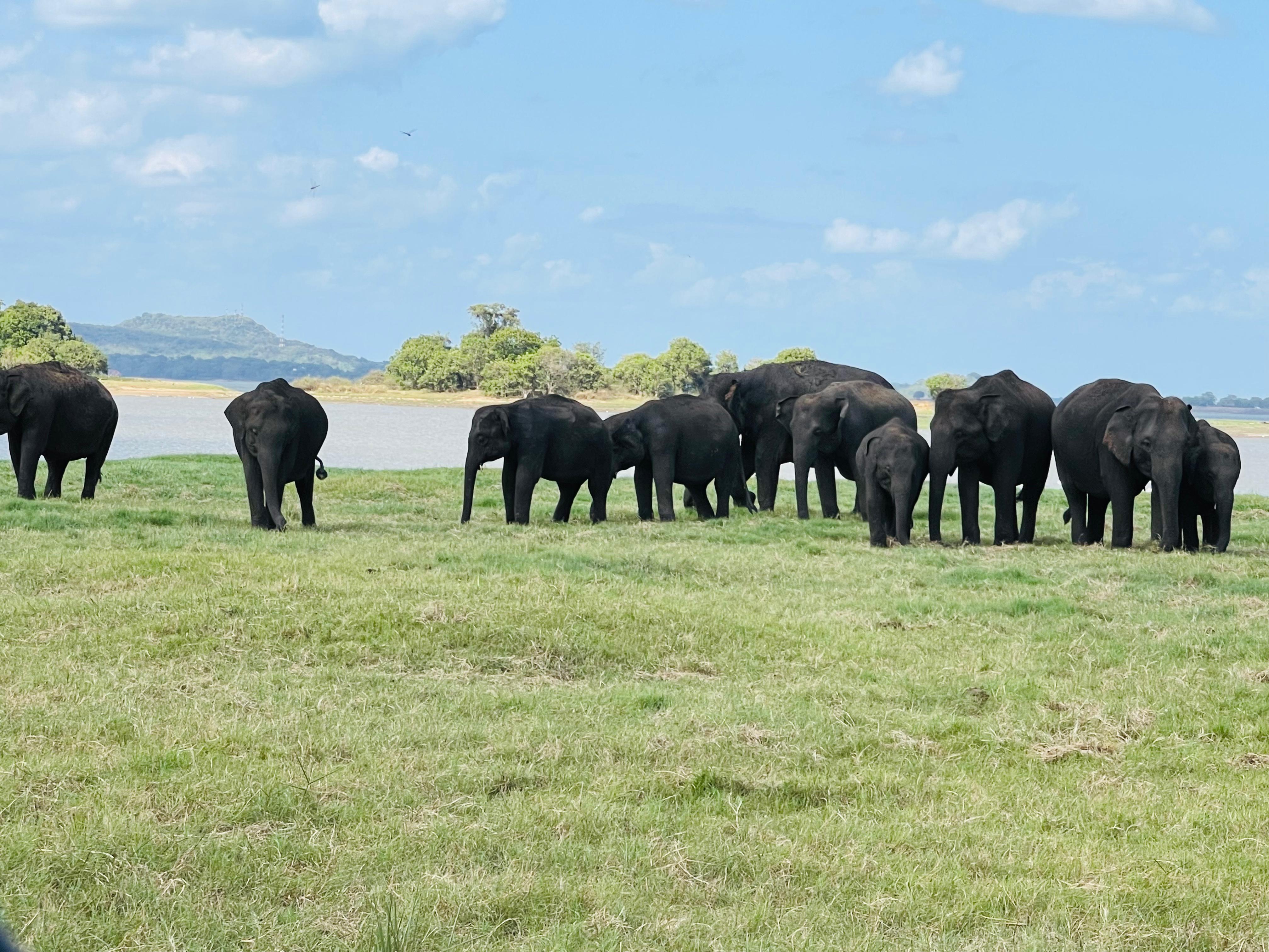 cinnamon-lake-site-honeymoon-packages-in-sri-lanka-ceylon-expeditions-travels 